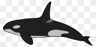 Orca Clipart - Killer Whale - Png Download