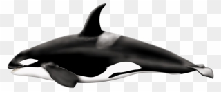 Killer Left Png Photos - Killer Whale Transparent Background Clipart