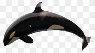 Transparent Orca Clipart - Killer Whale No Background - Png Download