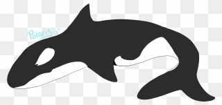 Cat Dolphin Killer Whale Shark Clip Art - Killer Whale - Png Download