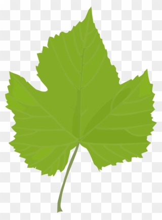 Plant,leaf,tree - Clip Art Grape Leaf - Png Download