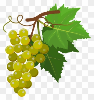 Grapes 010220193 Clipart - Sultana - Png Download