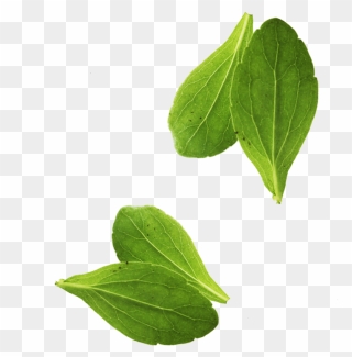 Transparent Basil Png - Transparent Basil Leaf Png Clipart