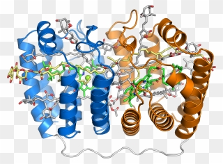 1ppr Peridinin Chlorophyll Protein - Complex Protein Structure Clipart