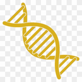 Dna Typing Of Cattle Represents A Significant Improvement - Yellow Dna Strand Png Clipart