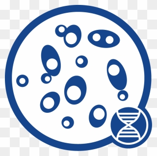 Yeast Dna Icon - Yeast Dna Extraction Clipart - Png Download