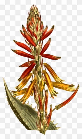 Aloe Drawing Vera Transparent Png Clipart Free Download - Aloe Flower Drawing