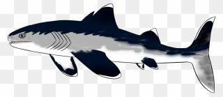 Picture - Shark Clipart