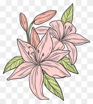Pink Lilies Clipart - Stargazer Lily - Png Download