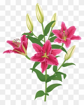 Lily Lilium Female Liliaceae Flower Clipart