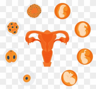 Illustration Of Process Of Reproduction Clipart