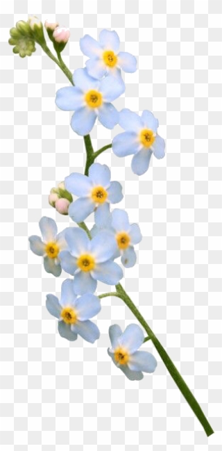 Image - Forget Me Not Flower Png Clipart
