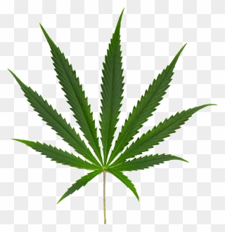 Download For Free Cannabis Png Image Without Background - Cannabis Leaf Png Clipart