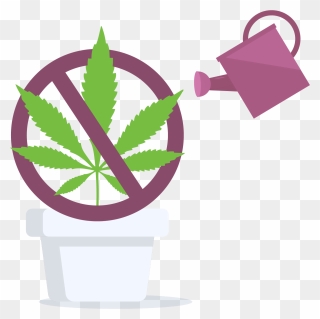Cannabis Home Grow Is Prohibited In Manitoba, Canada - Marijuana Leaf Clipart