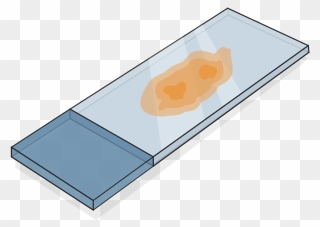 5 Micron Section Ffpe Tissue - Tissue Sample On Slide Clipart