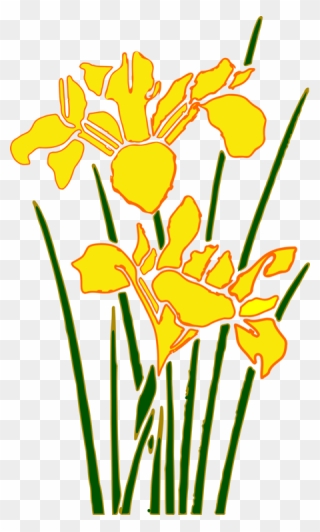 Plant,flora,petal - Yellow Iris Flower Cartoon Clipart