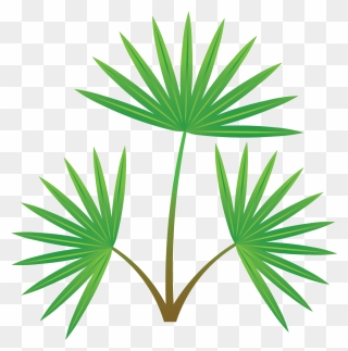 Palm Tree Section Clipart