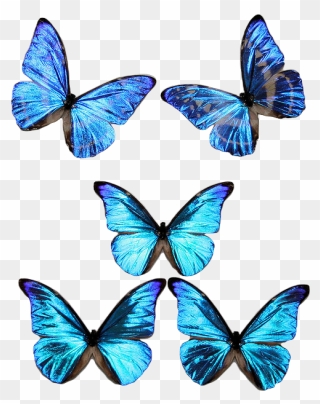 Blue Transparent Butterflies Clipart