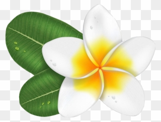 White Frangipani Png Hd Image - Frangipani Flowers Clip Art Transparent Png