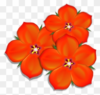 Scarlet Pimpernel Group - Scarlet Pimpernel Flower Png Clipart