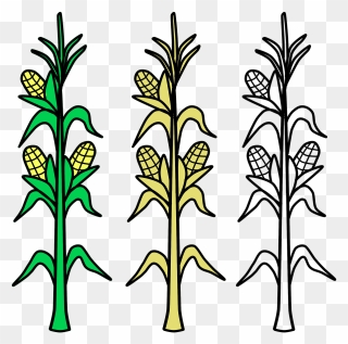 Corn Field Vector Agriculture Png Image - Corn Stalks Clipart Transparent Png