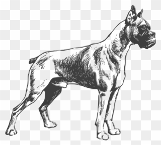 Boxer Drawing Png Images - Boxer Dog Vector Black And White Clipart