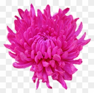 Dahlia Flower Clipart ダリア の 花 イラスト Png Download Pinclipart