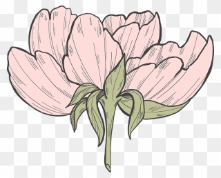 Peony Clipart - Illustration - Png Download