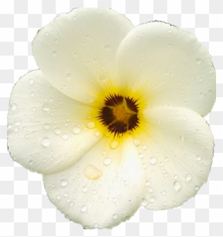 #flor #flower #clipart - Primula - Png Download