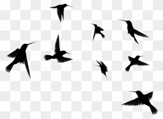 Hummingbird Flock Clip Art - Birds Flying Silhouette Transparent Background - Png Download