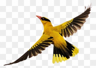 Birds Flying Png Download - Png Bird Flying Clipart