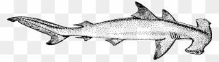 Hammerhead Shark Line Art Clipart