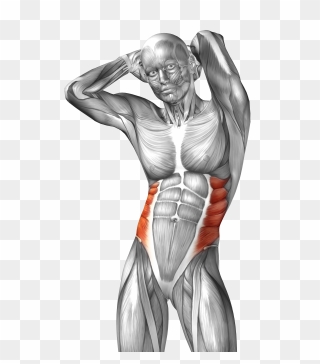 Collection Of Free Drawing Muscles Muscular System - Oblique Muscle Clipart