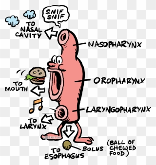 Pharynx Depicted With Legs, Eyes, And Nose - Cartoon Pharynx And Esophagus Clipart