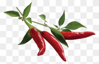 Chili Pepper Plant Pods, Hd Png Download - Chilli Pepper Clipart