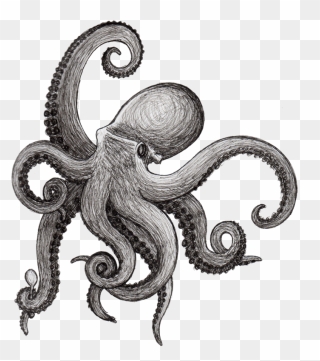 Octopus Drawing Squid Kraken Cephalopod - Octopus Drawing Png Clipart