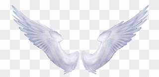 Transparent Background Wings Transparent Clipart