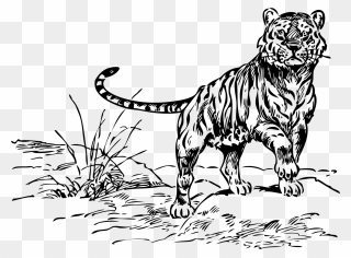 Black And White Tiger Clipart - Png Download