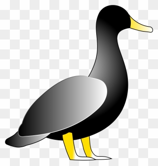 American Black Duck Clipart