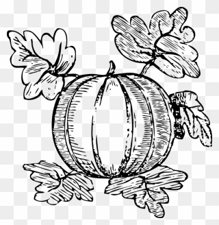 Marrow Squash Vegetable Coloring Page For Kids, Printable - Watermelon Plant Drawing Easy Clipart
