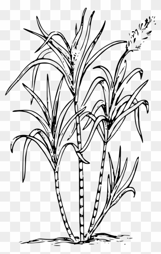 Sugar Cane Coloring Pages Clipart