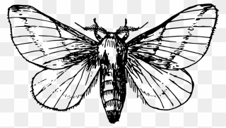 Insects Clipart Moth - Moth Clipart Black And White - Png Download