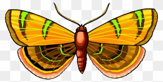 Butterfly,symmetry,moth - Butterflies Clipart