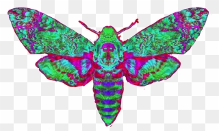 #freetoedit #deathsheadmoth #moth #clipart - Butterfly - Png Download