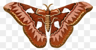 Moth Clipart - Png Download
