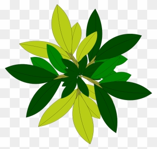 Free Nature Clipart - Plant Top View Png Vector Transparent Png
