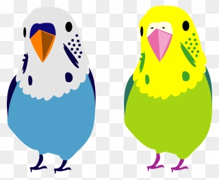 Budgerigar Pet Parakeet Clipart - Dibujos De Periquitos Australianos - Png Download