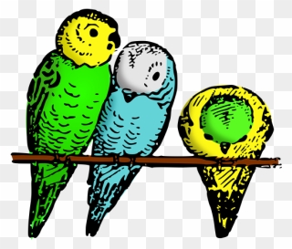 Parakeets-colored - Gambar Burung Parkit Kartun Clipart
