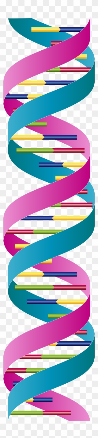 Dna Double Strand Clipart