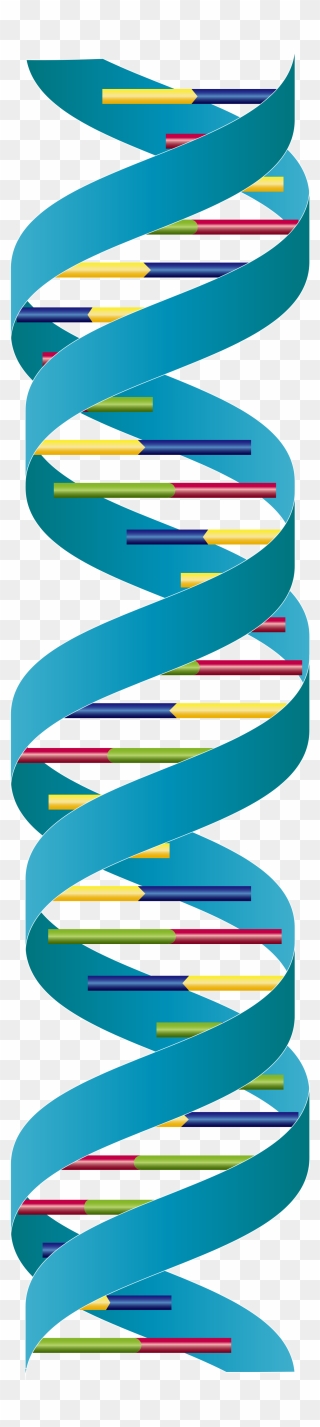 Dna Double Strand Clipart